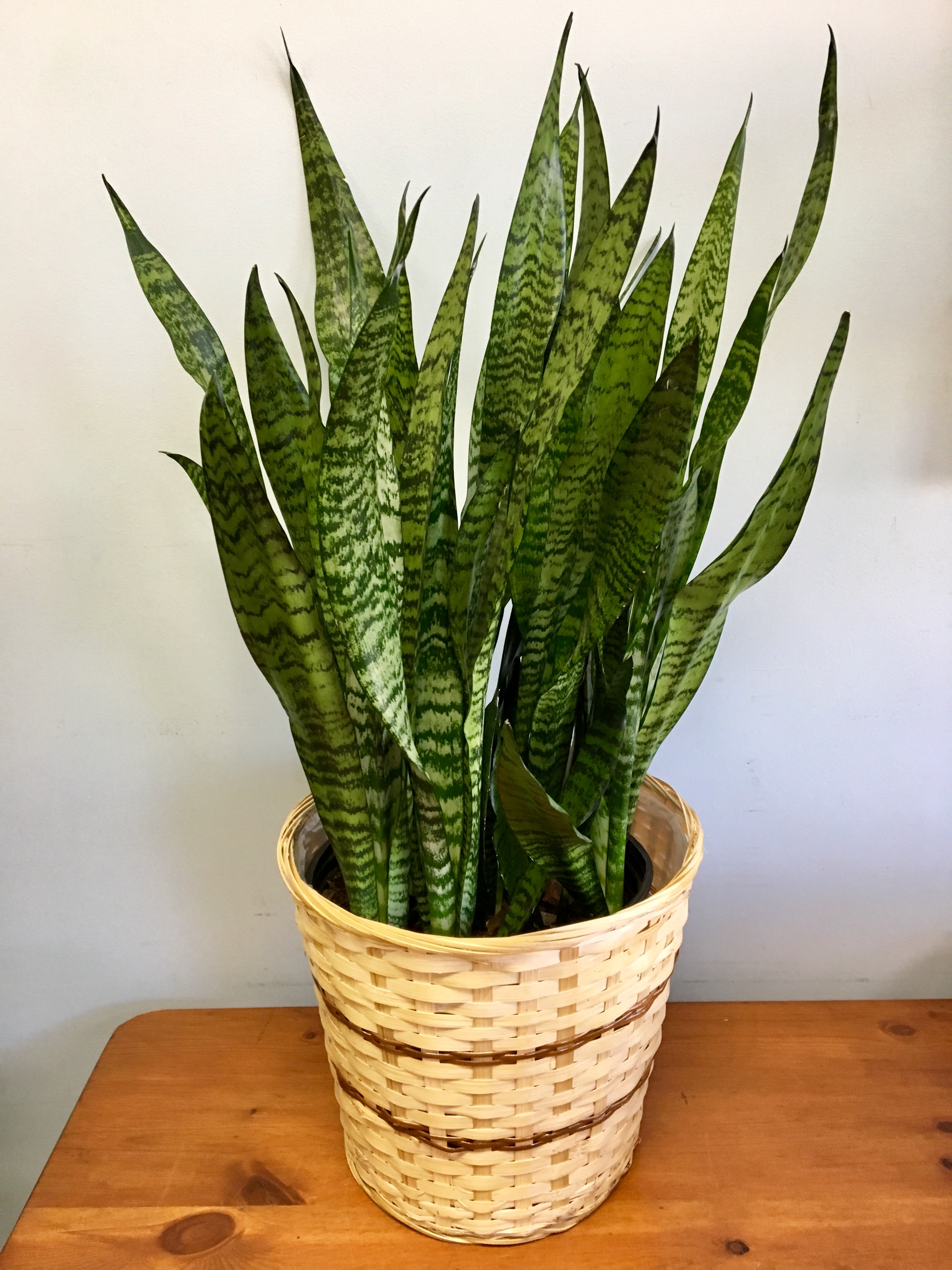 Potted snake plant in a woven basket planter