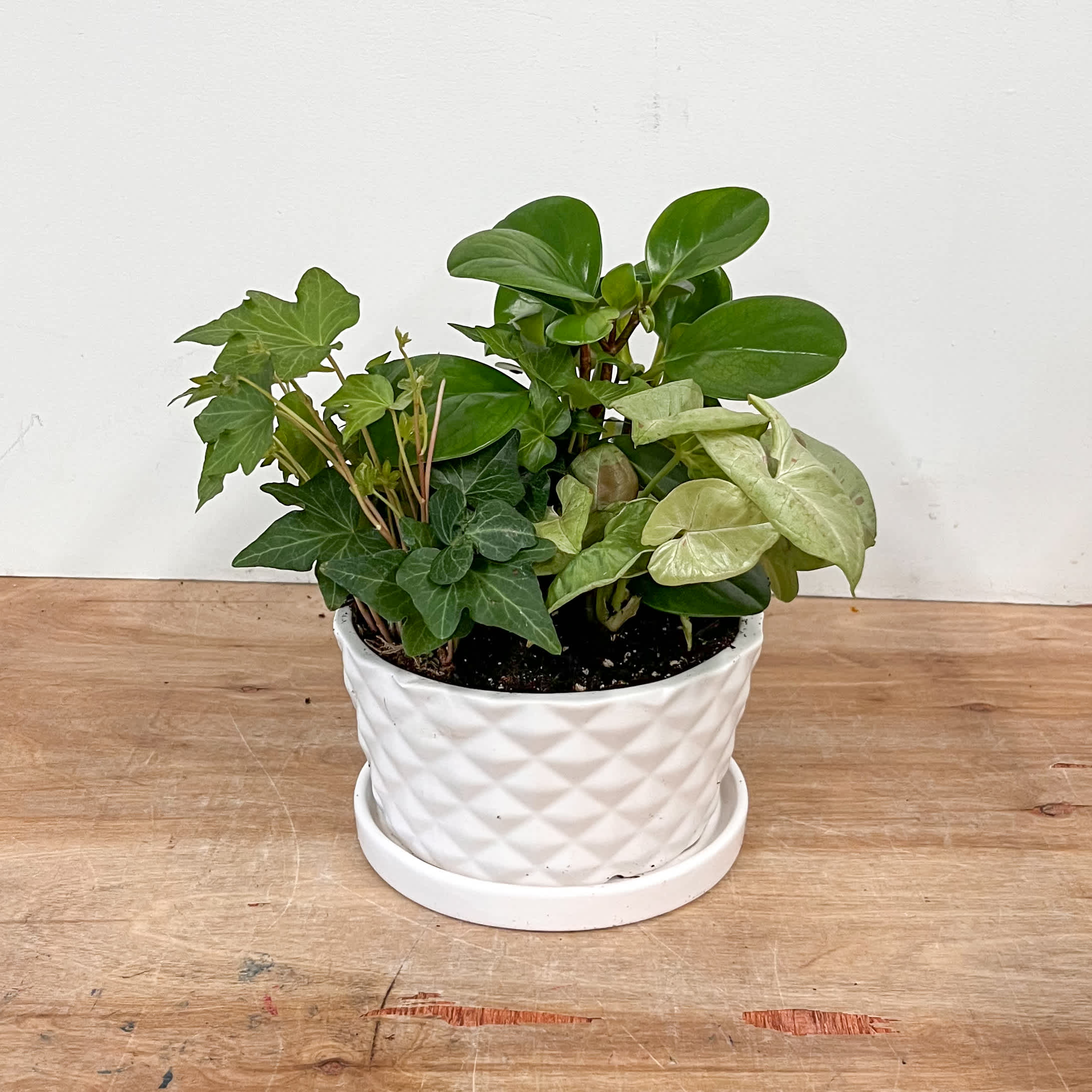 Mixed green houseplant in a white textured pot with saucer