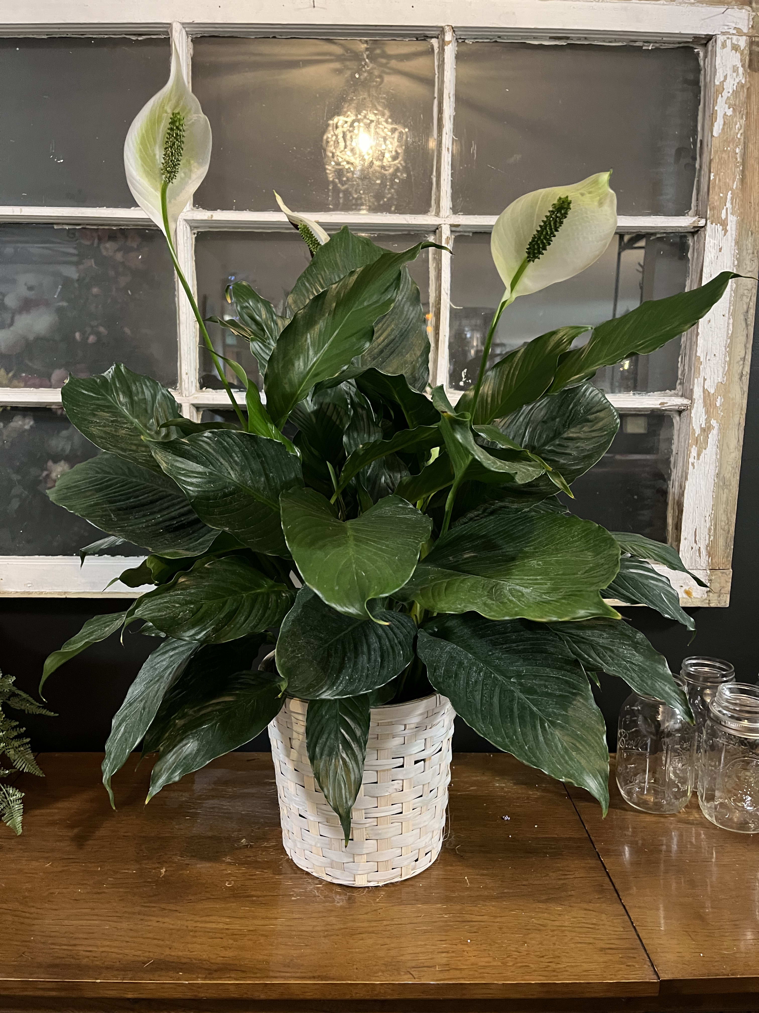 White peace lilies in a woven basket planter