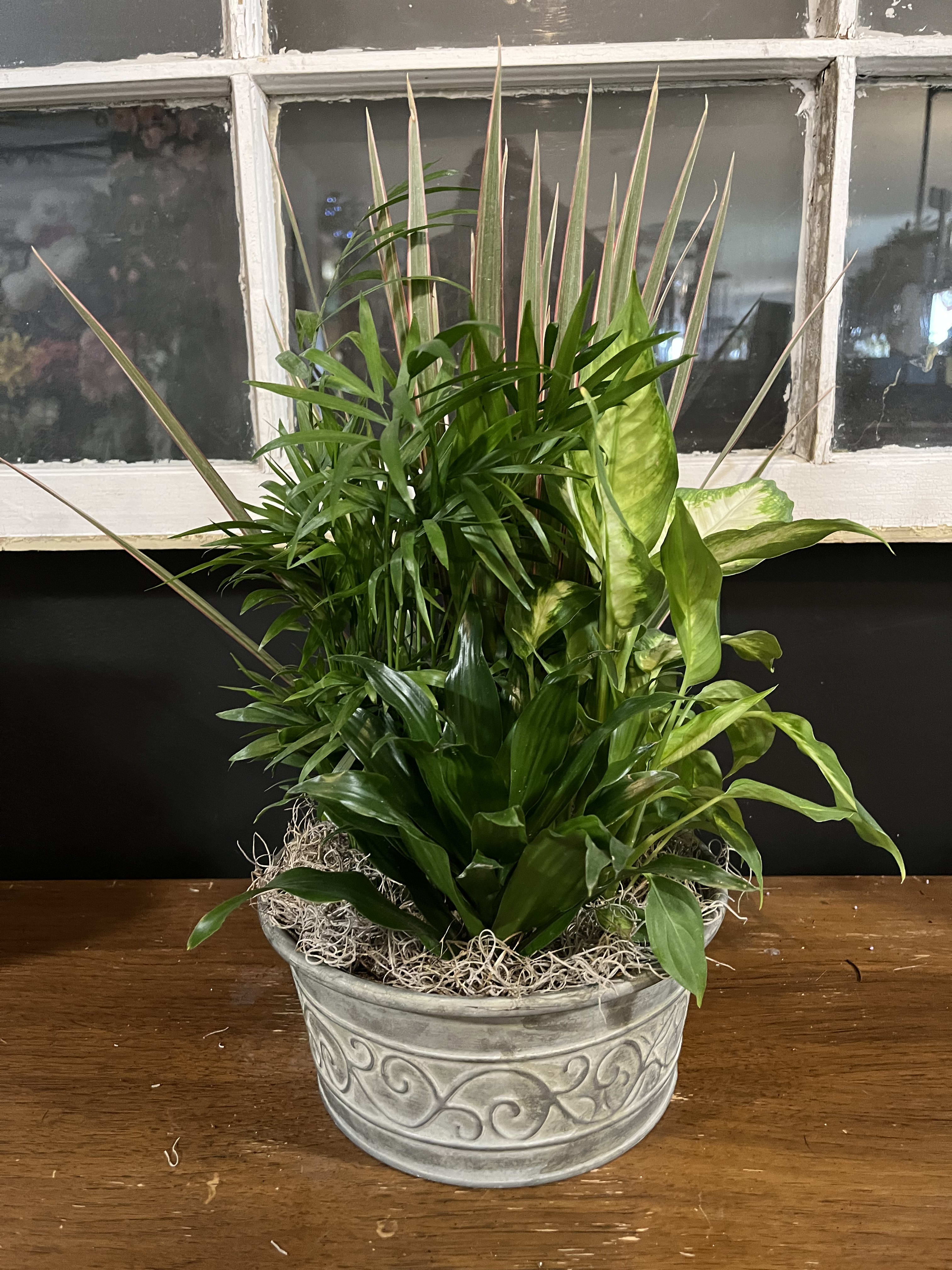 Mixed green houseplants arranged in a decorative metal planter
