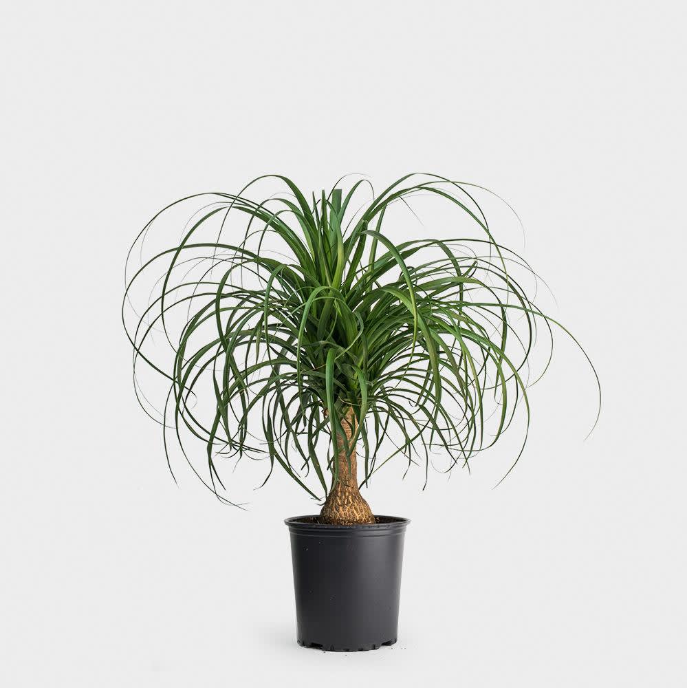 Ponytail Plant 6in  - Beautiful palm that is low maintanence. Comes in a wicker basket and with a bow