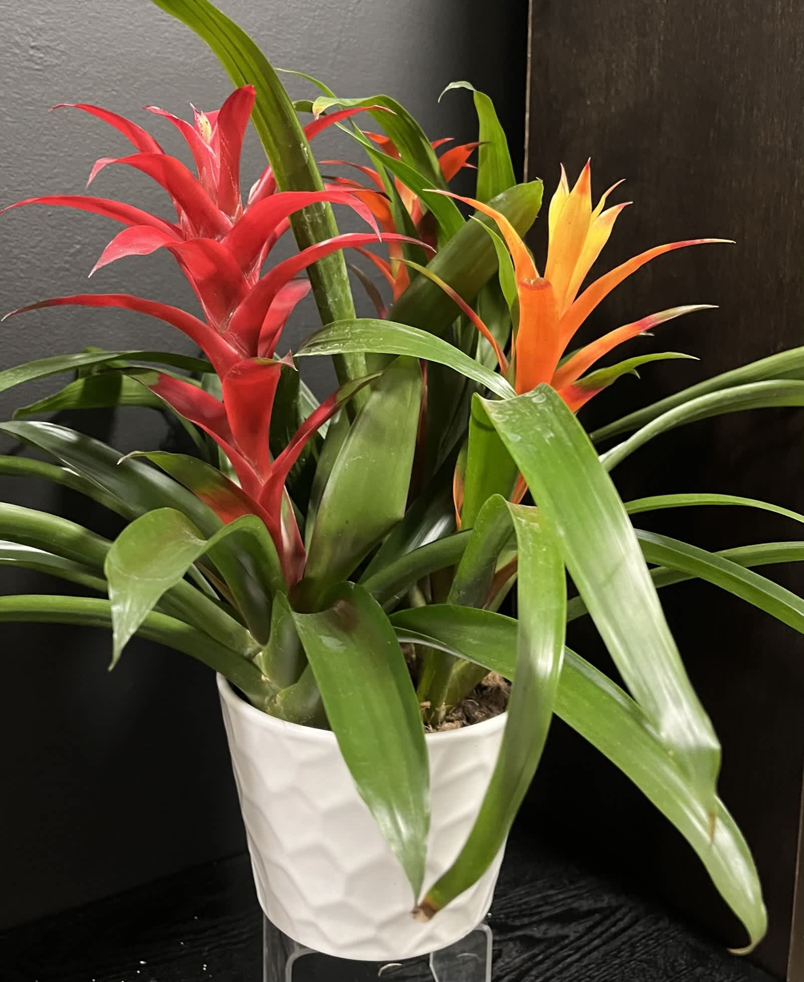 Potted bromeliad plant with red and orange blooms in a white ceramic pot