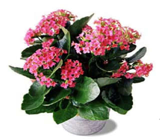 Pink flowering plant in a white pot