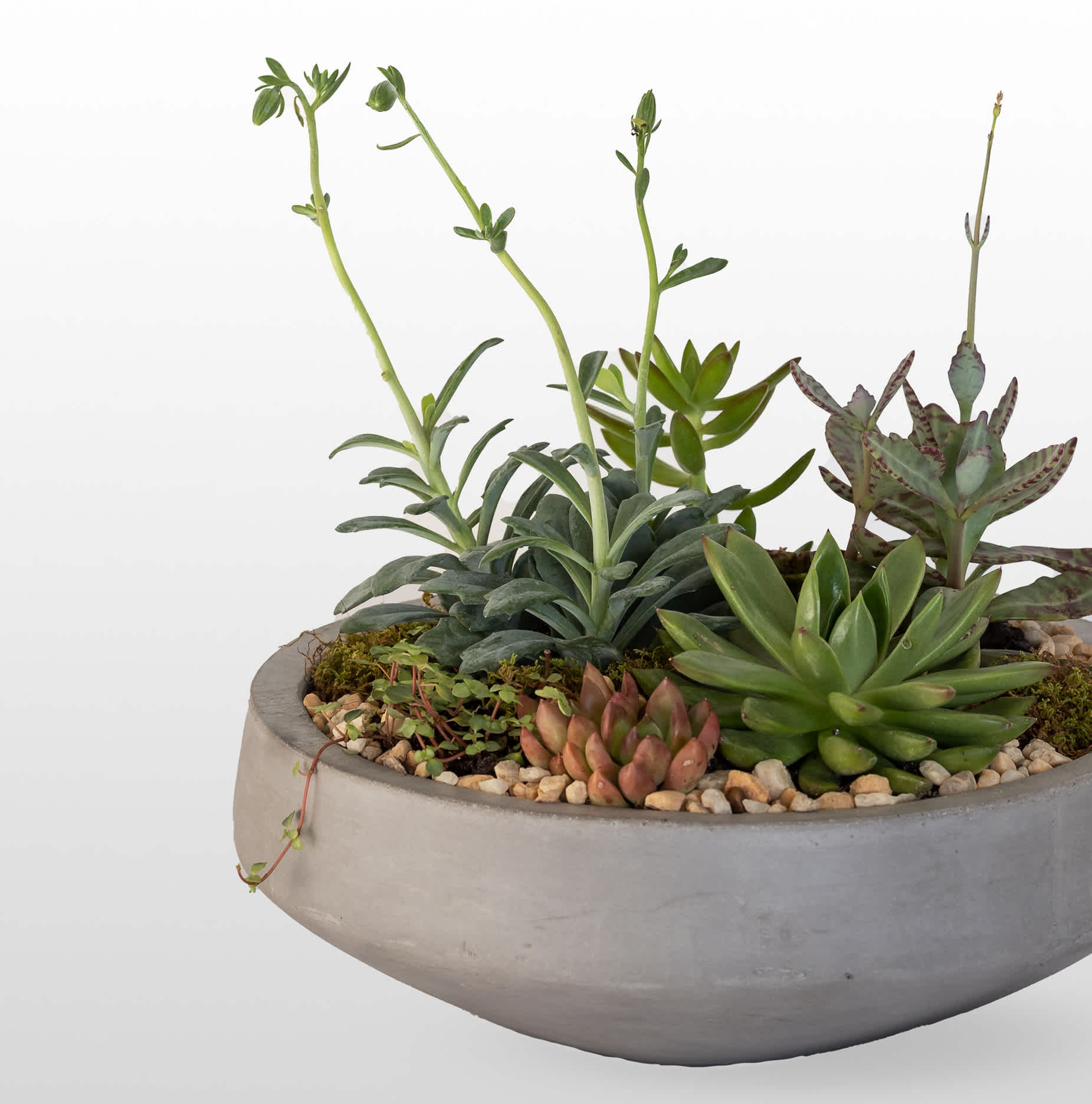Succulent arrangement in a shallow gray bowl planter
