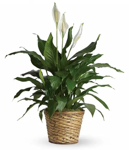 Potted peace lily plant with white blooms in a woven basket