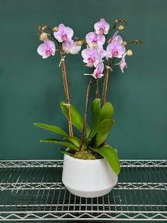 Potted pink orchid plant in a white container