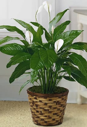 Potted peace lily plant with white blooms in a woven basket
