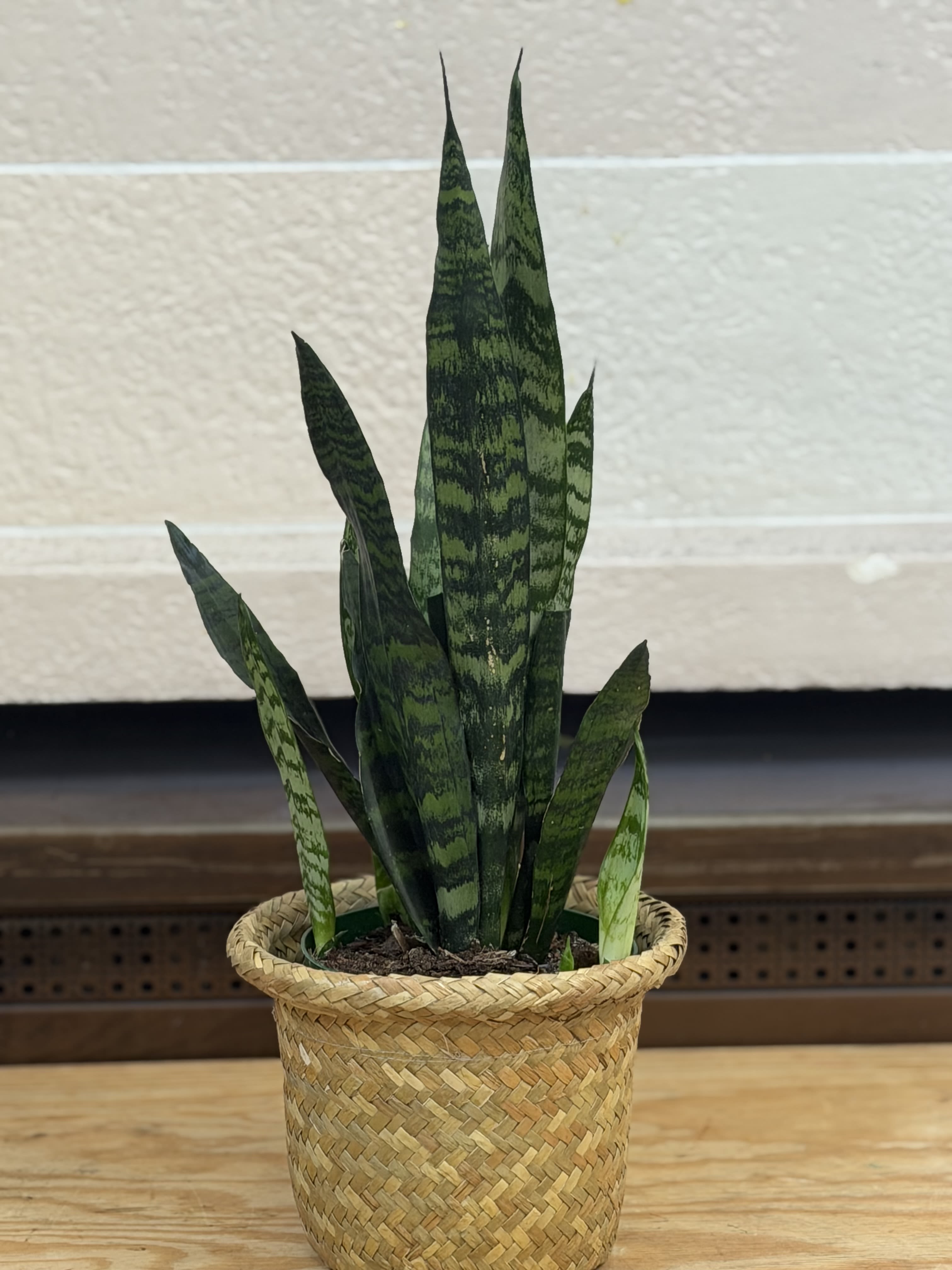 Snake Plant in Basket  - A 6" snake plant in a basket. 
