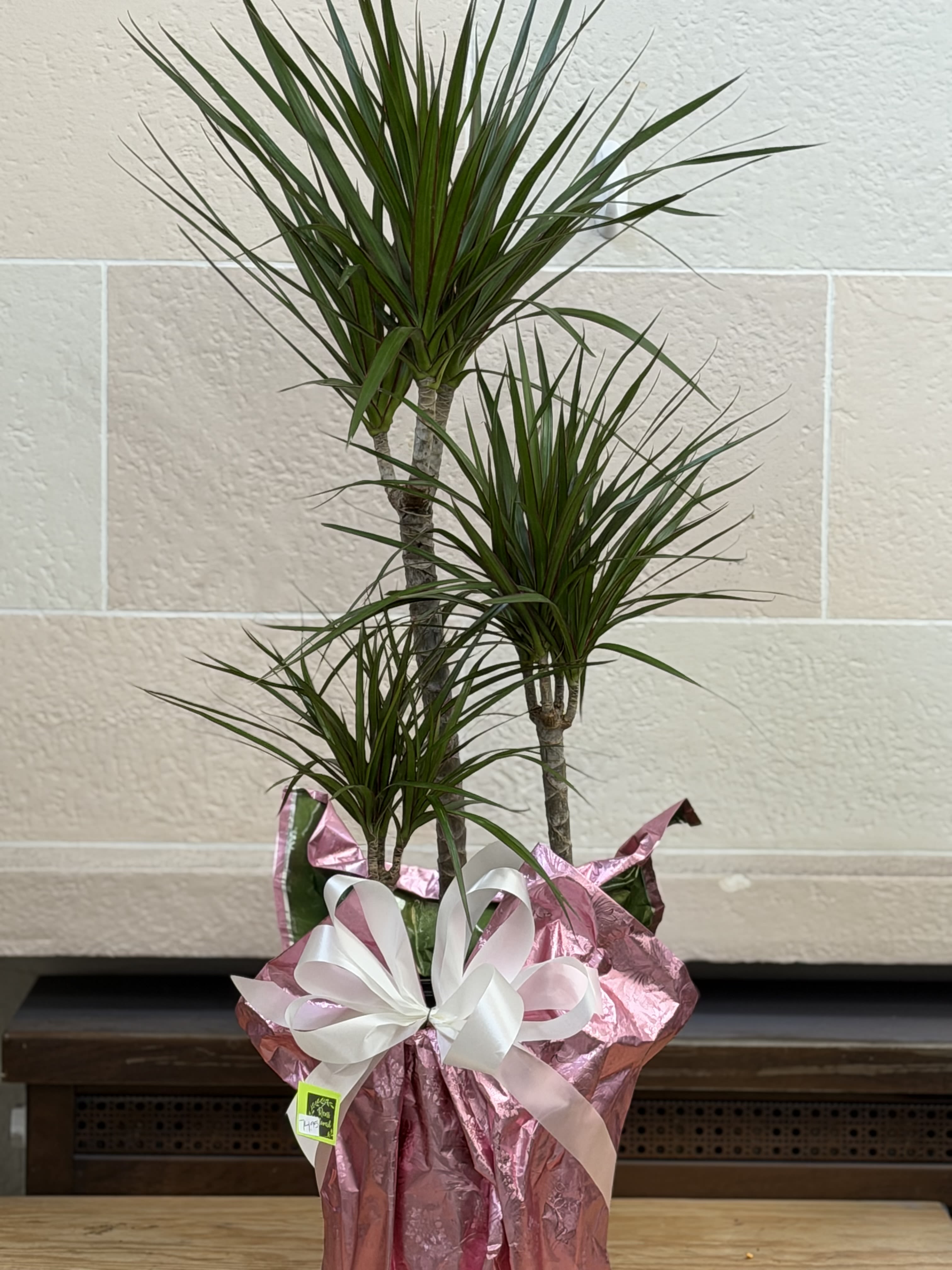 3 Stalk Marjancala  - An 8" 3 stalk marjancala, a part of the dracaena family, wrapped in foil with a bow. 