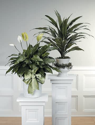 Peaceful Lilies -  TWO PLANTSIMILUAR AS PICTURED 