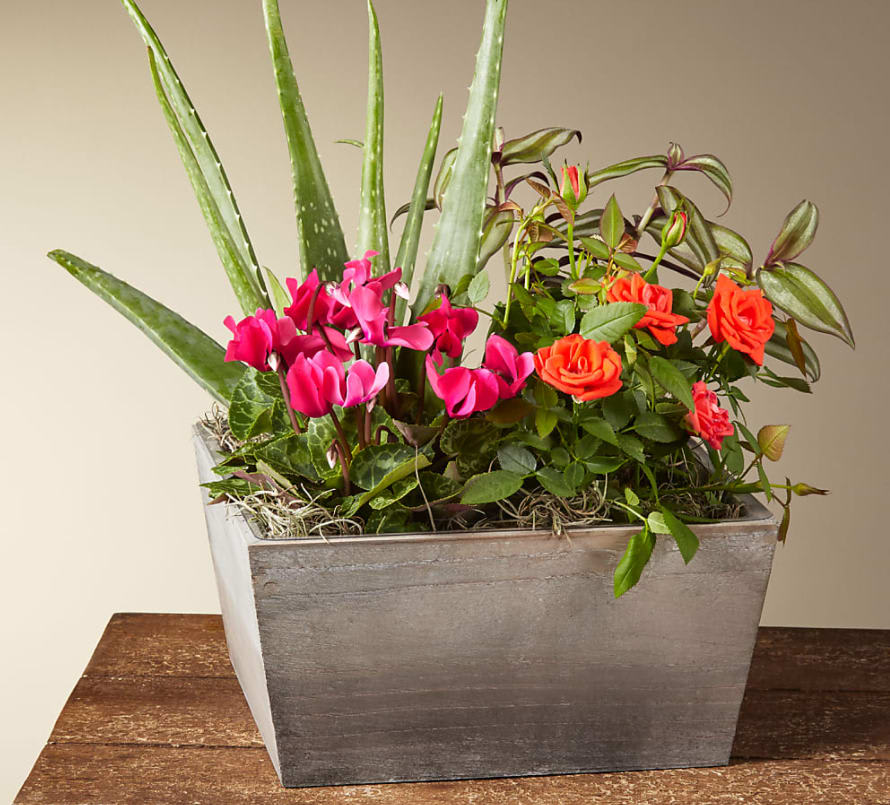Fresh for Fall Garden - Can't decide on just one plant? Treat yourself or someone you love to a whole garden! Fit for any occasion this season, this beautiful wooden planter comes brimming with a collection of Aloe, Tradescantia zebrina, Pink cyclamen and orange roses. A perfect mix of foliage and color.  This plant is approximately 12" tall.