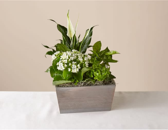 Peaceful White Garden - Express warmth to your loved ones with this peaceful garden. 