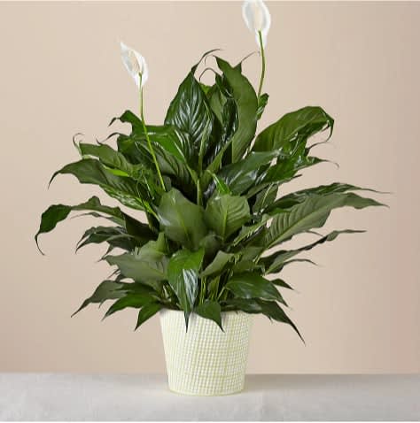 Peace Lily Plant - A graceful peace lily brings elegance to any room. This house plant is notably easy to care for, making it a long-lasting and a fitting gift for birthdays, sympathy, or just because.  Overall plant height: 24-27" H