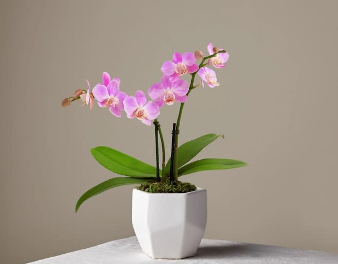 Someone Like You Pink Orchid - What is more adorable than a mini orchid? This special, miniature double stem phalaenopsis in pinks and purples is a wonderful gift for all occasions. May arrive in bud form.  Overall Plant Height: 15- 20" H