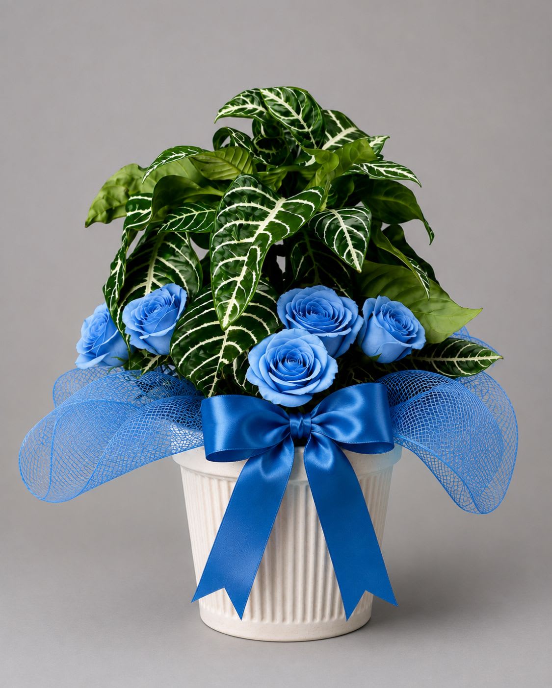 Blue by You - Vivid blue roses take center stage in this blue-and-green gift arrangement, making an immediate modern statement for a birthday bouquet, congratulations gift, or any moment you want to celebrate. The recipient will notice the unexpected, jewel-toned petals right away and feel delighted by the bold, elegant color story-fresh, confident, and a little luxurious.  The roses are nestled into a dense cluster of glossy green foliage and arranged in a white ribbed ceramic pot that adds clean texture and sturdy display. A wide blue satin bow and an airy blue mesh wrap finish the design, giving it a polished, gift-ready look suitable for desk or tabletop. The combination of blue, green, and white reads contemporary but refined, perfect for someone who appreciates striking color without fuss.  This is a thoughtful way to say "well done," "happy birthday," or "I'm thinking of you" to the person you're shopping for-she'll feel noticed and celebrated. Arrives ready to display in its ceramic pot; trim stems and refresh water as needed to keep roses looking their best.
