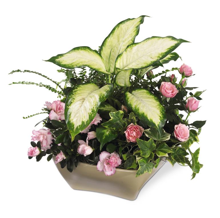 Pink roses and carnations arranged in a low beige container with large variegated leaves