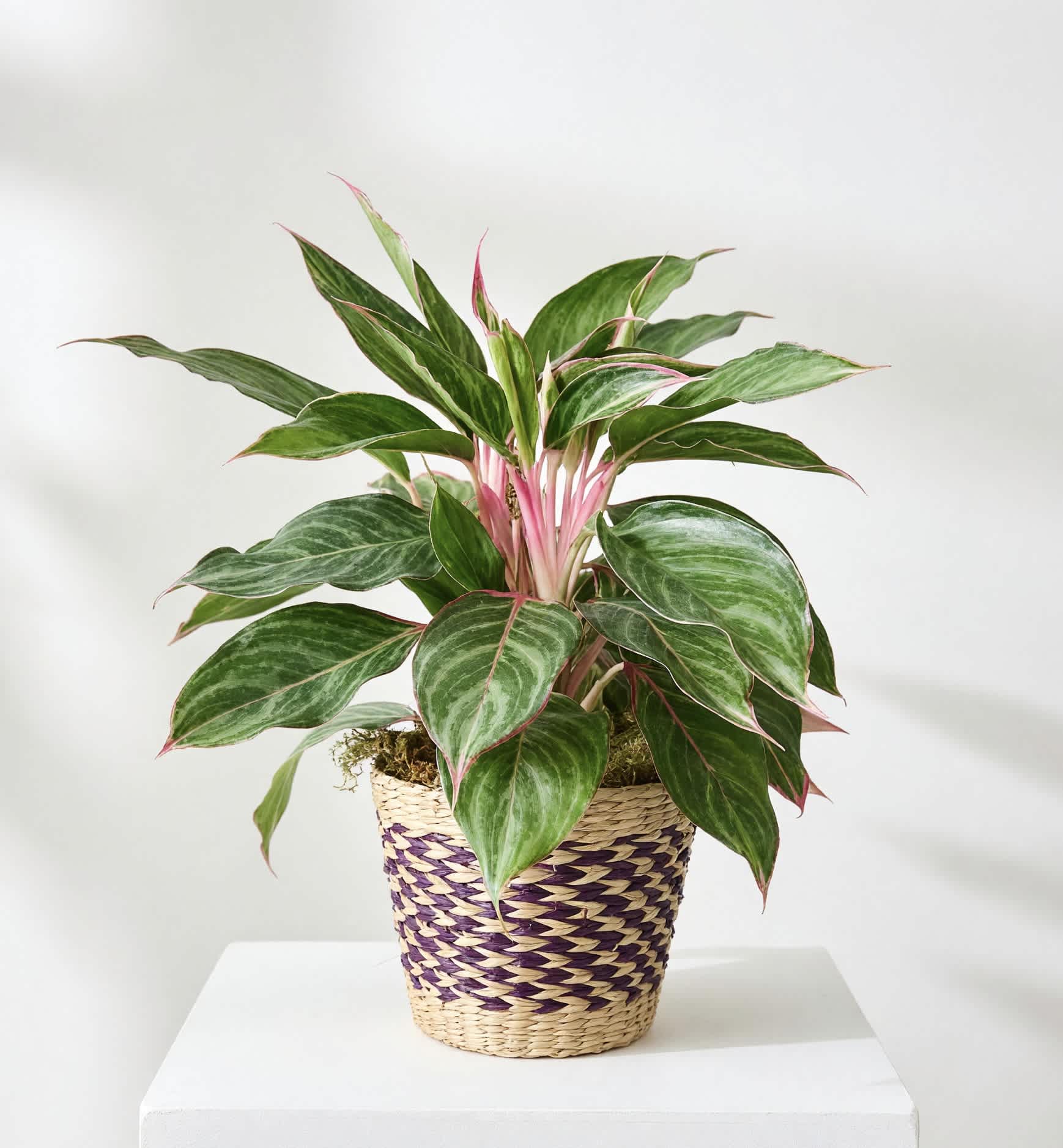Potted green plant with pink stems in a woven basket