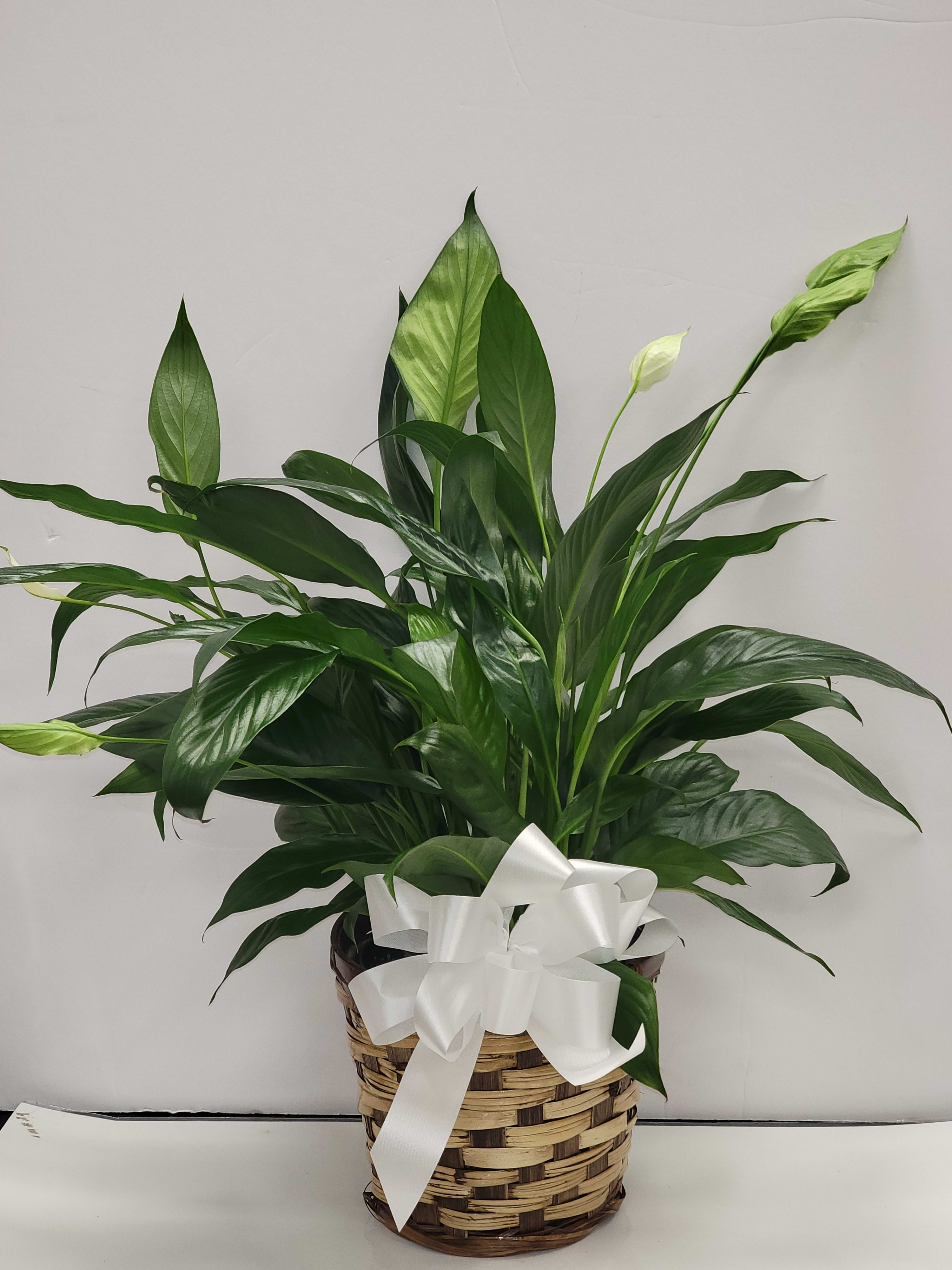 Potted peace lily with glossy green foliage and white blooms in a woven basket with a white bow