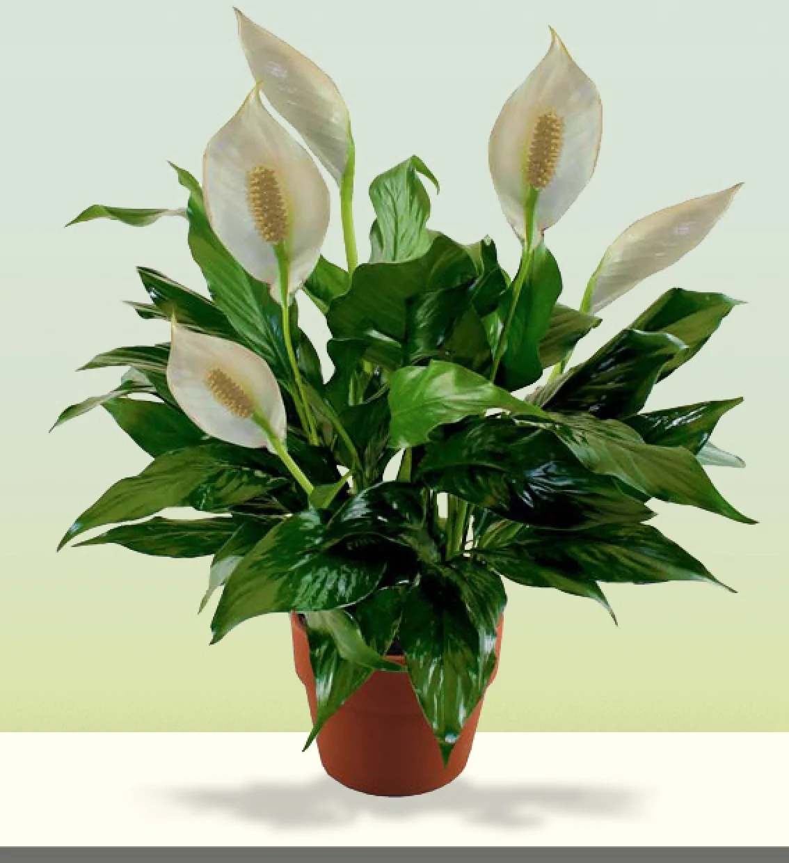 Potted peace lily with white blooms in a terracotta pot