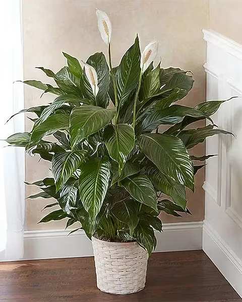 Spathiphyllum Plant by BloomNation™ - Send your condolences with this Spathiphyllum plant. APPROXIMATE DIMENSIONS: 36" H