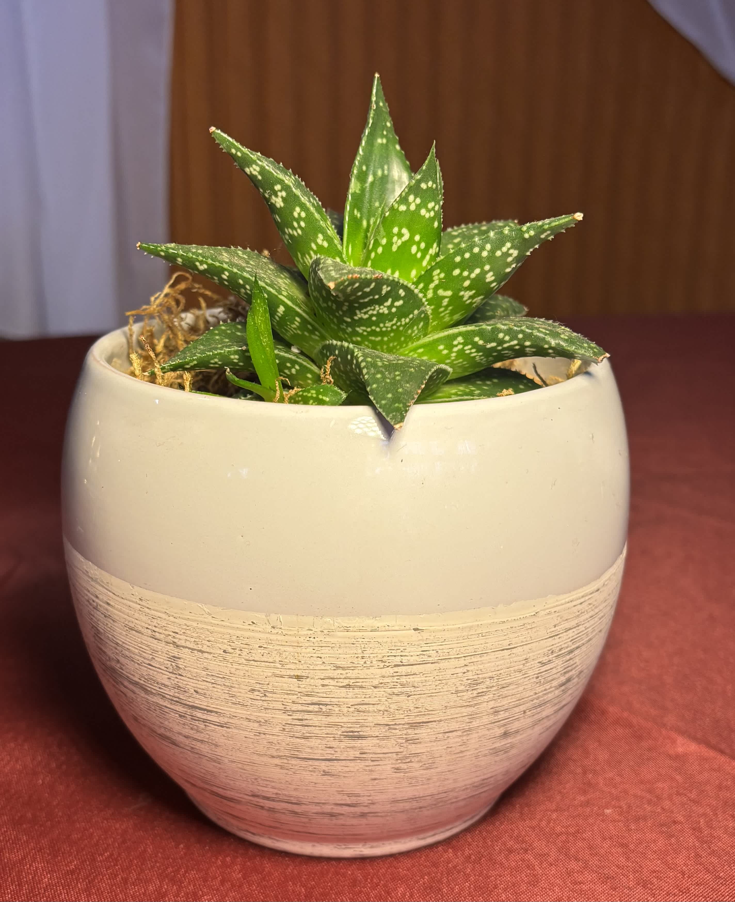 Small spotted succulent in a cream ceramic pot