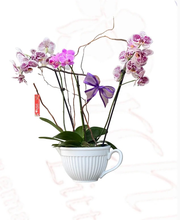 Purple orchids arranged in a white teacup-shaped planter with a ribbon