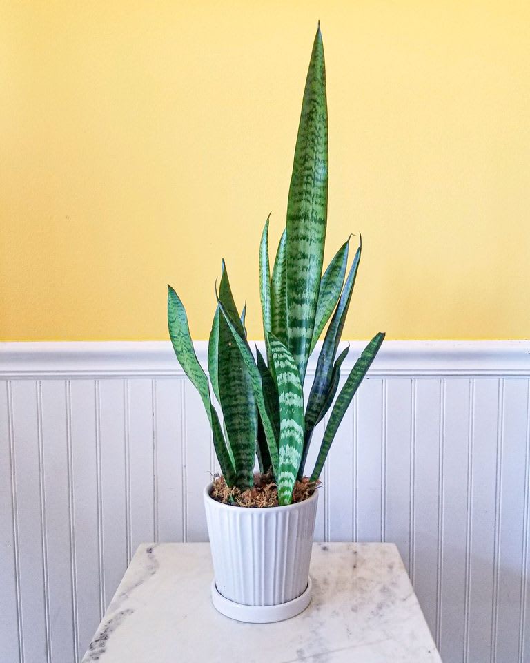 Potted snake plant in a white ribbed planter