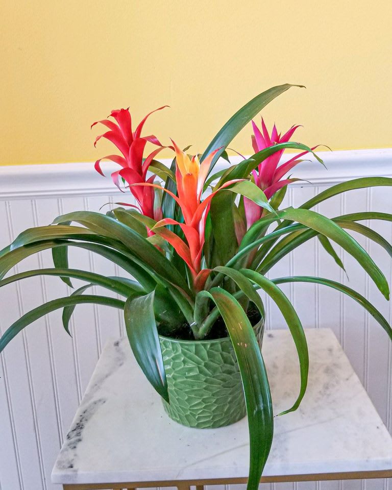 Potted bromeliad plant with red, orange, and pink blooms
