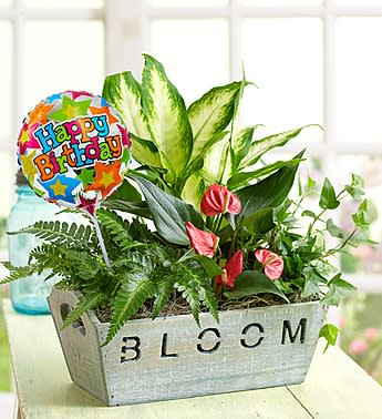 Happy Birthday Garden - Product ID: 40043  Express your best birthday wishes perfectly with this stunning blooming dish garden, arriving in a trendy wooden container with cut-out designs for both the handles and the word "BLOOM". Paired with a playful "Happy Birthday" balloon, it's a great way to make birthday smiles last for green thumbs, indoor plant lovers or any someone special. Gorgeous blooming dish garden of tropical foliage plants and an anthurium; plant varieties may vary based on availability Wooden handled window box container with the word "BLOOM" stylishly cut out; measures 3.5"H x 9"L Includes a 4" "Happy Birthday" balloon on a pick; balloon design may vary Measures overall approximately 12"H