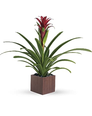 Potted plant with long green leaves and a red flower spike