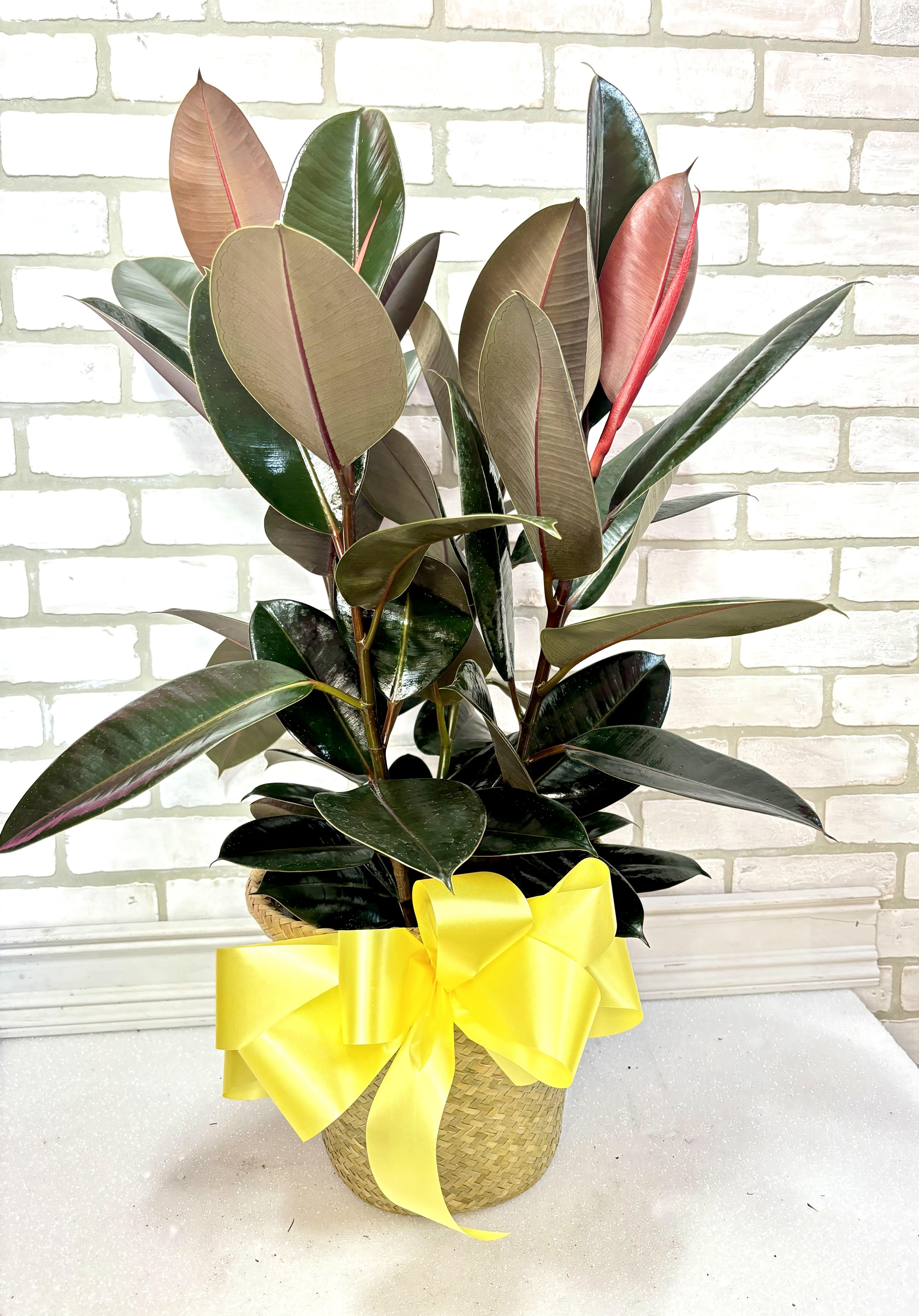 Potted rubber plant in a woven basket with a yellow bow