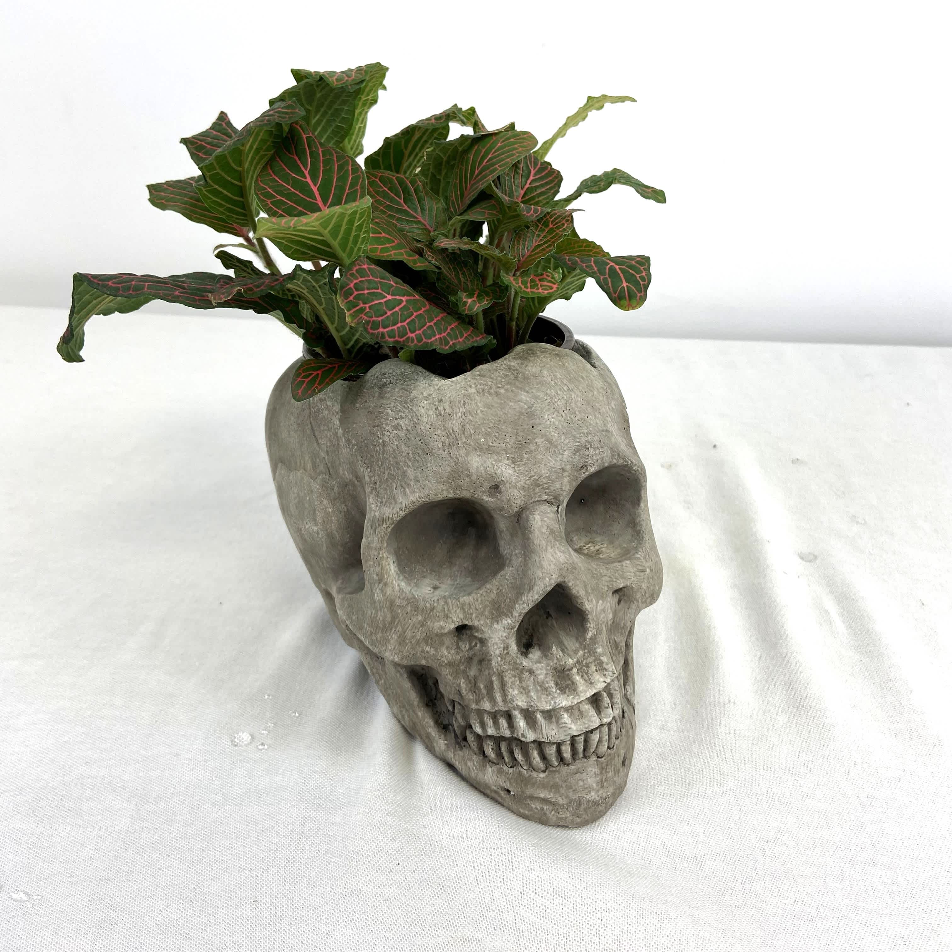 Potted plant in a skull-shaped planter