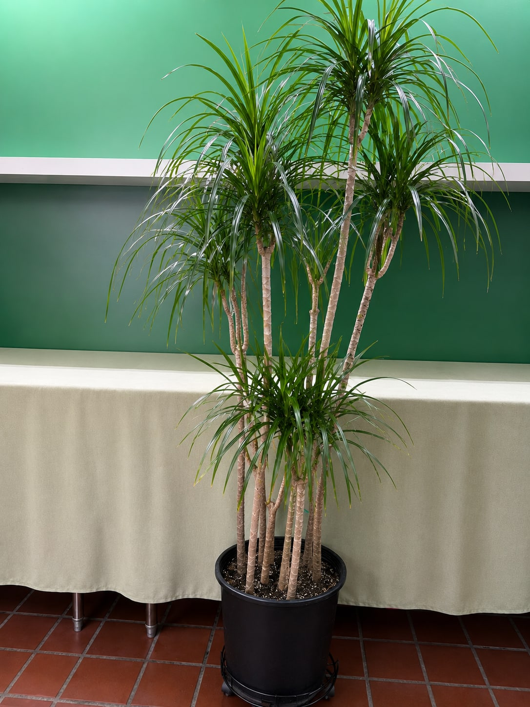 Tall potted dracaena plant with multiple slender trunks