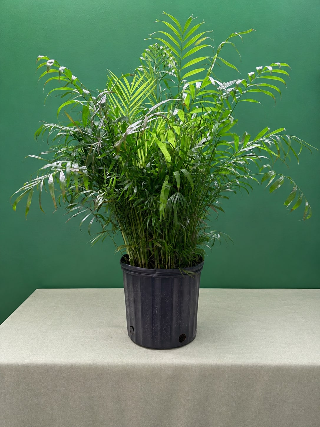 Potted palm plant with arching fronds in a black nursery pot