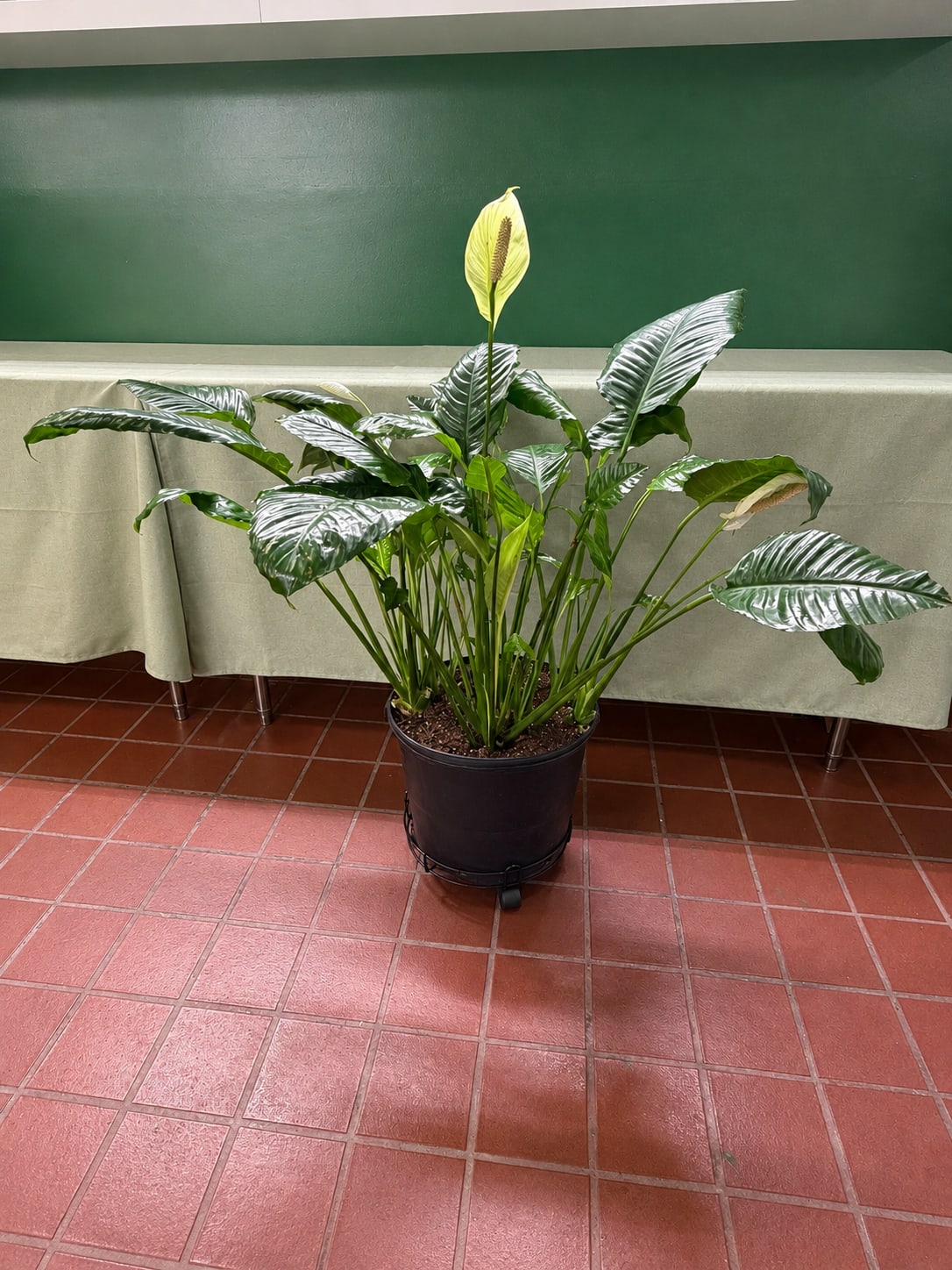 Potted peace lily plant with glossy dark green leaves and a pale yellow bloom