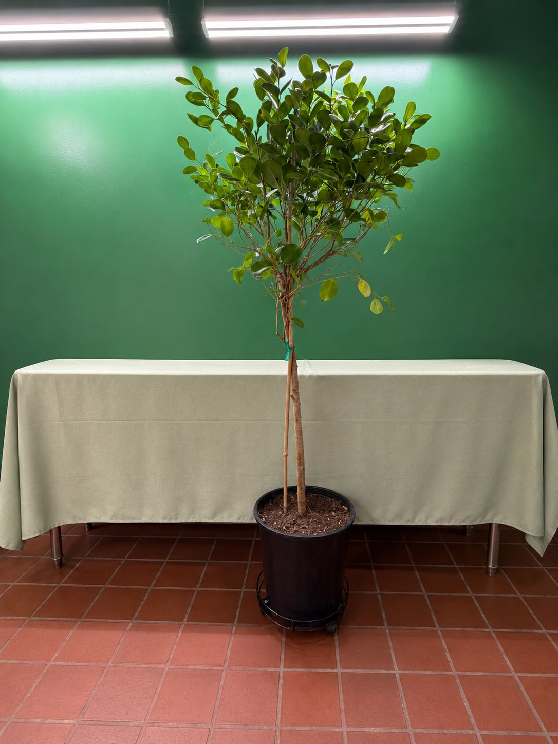 Tall potted indoor tree with glossy green leaves in a black container