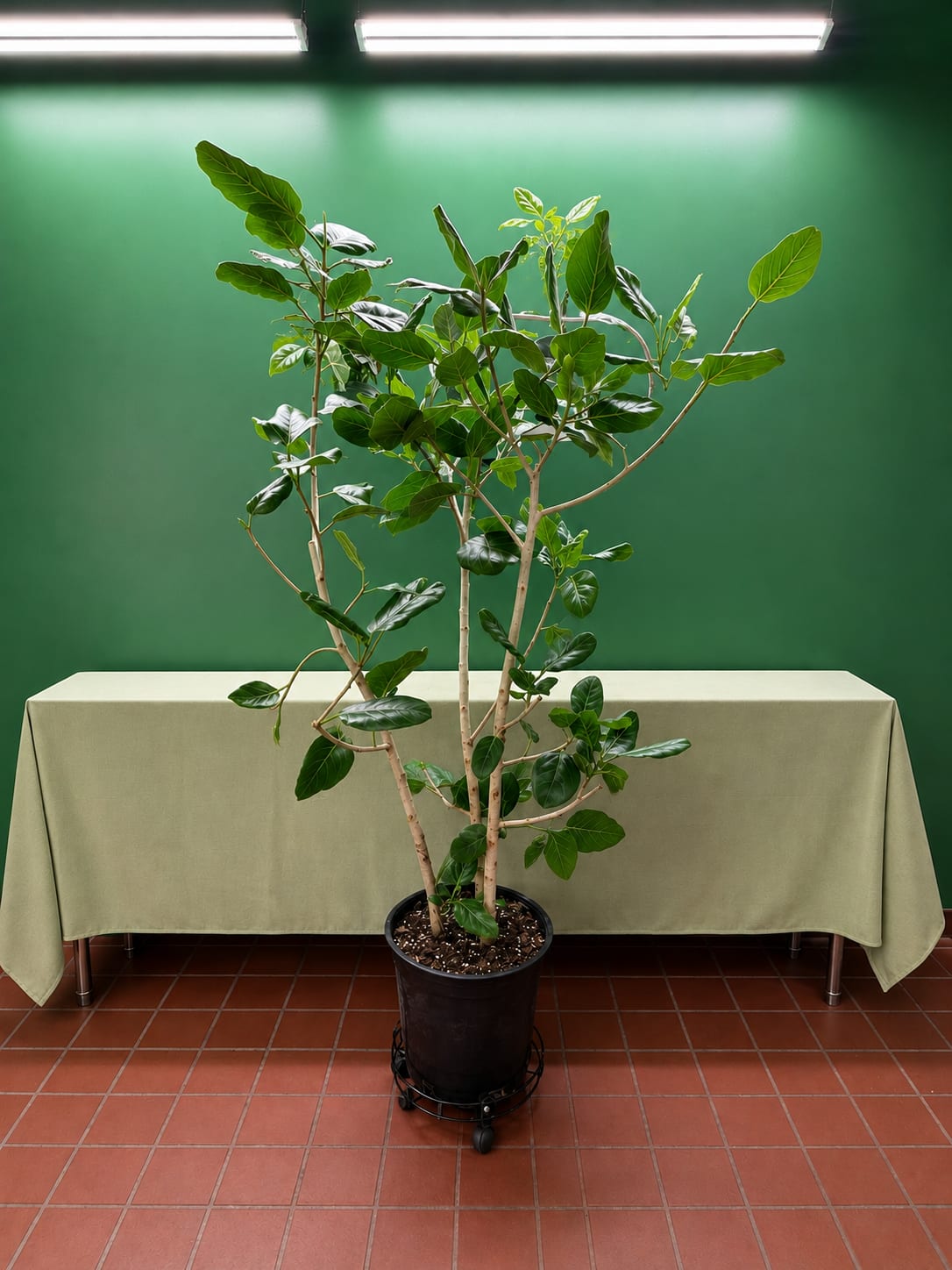 Potted indoor tree with glossy green leaves in a black nursery pot