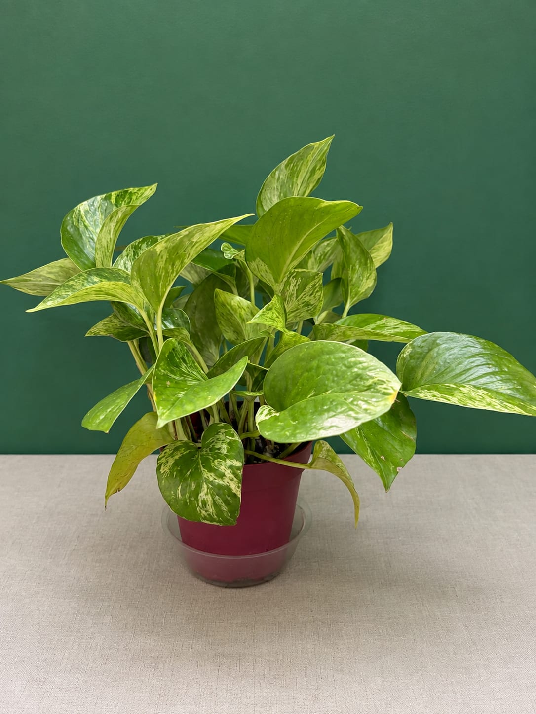 Potted variegated pothos plant in a burgundy nursery pot