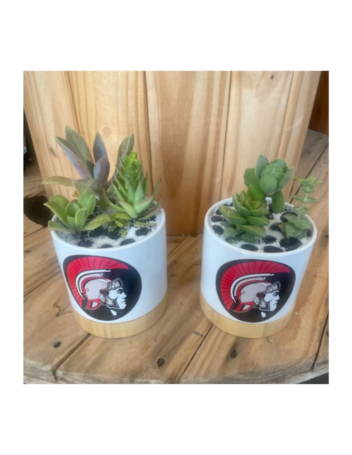 Two small succulent planters in white pots with a school logo