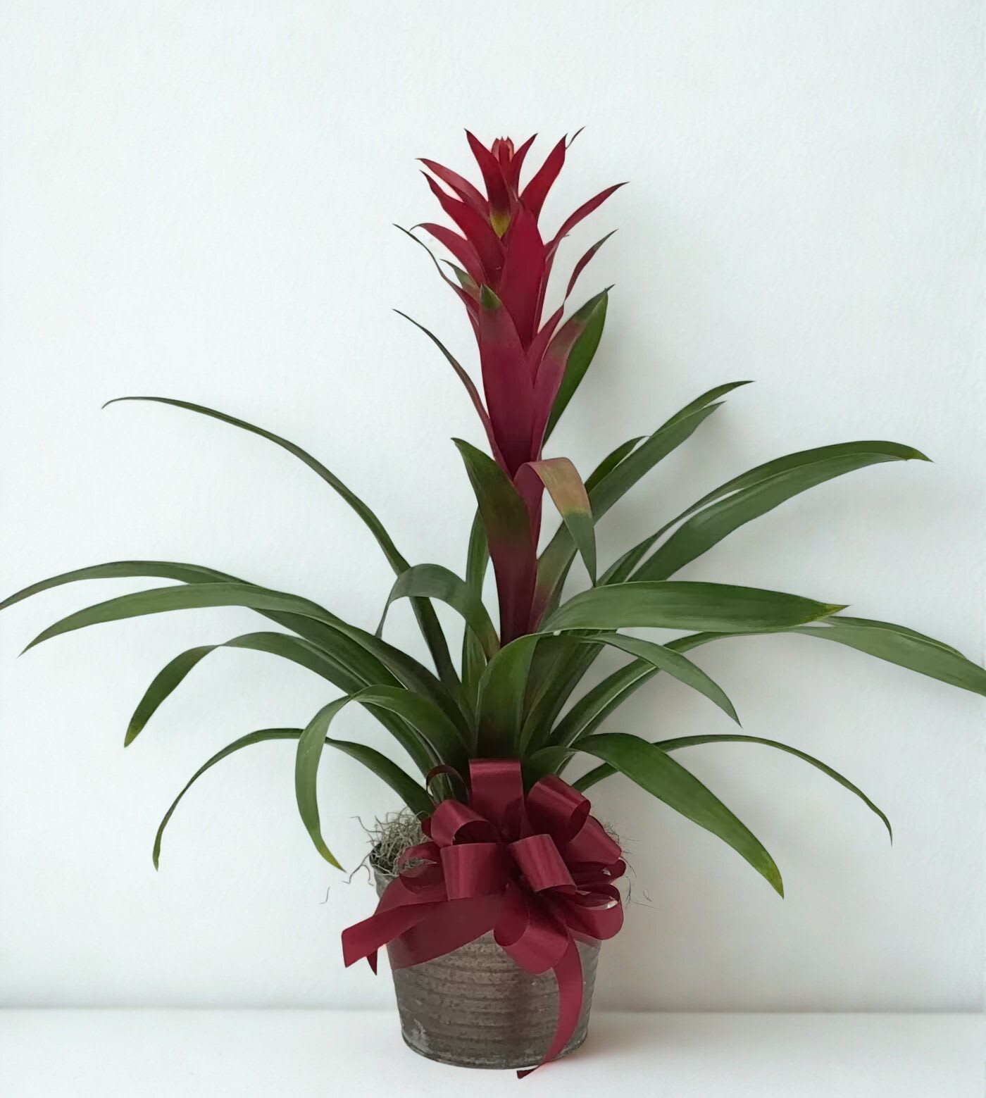 Potted plant with long green leaves and a red central bloom, tied with a ribbon
