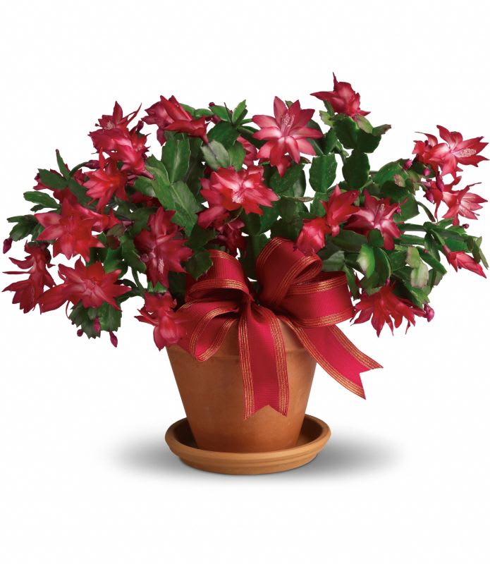 Red Christmas cactus in a terracotta pot with a red ribbon