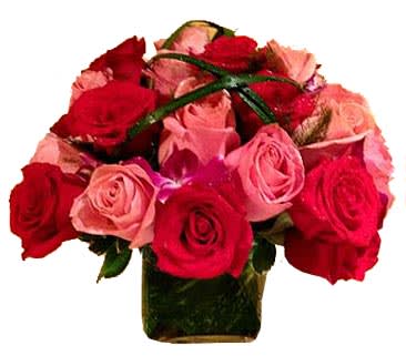 Compact arrangement of red and pink roses in a square glass vase with a looping green accent.