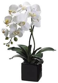 Potted white phalaenopsis orchid plant in a glossy black square pot with arching flower stems.