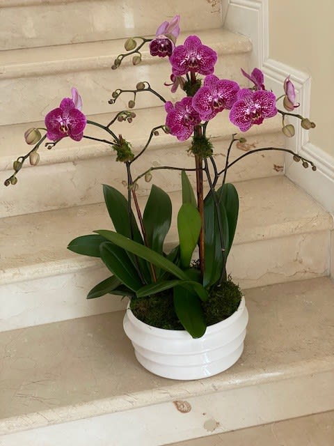 Potted purple phalaenopsis orchid with multiple blooming stems in a white round ceramic container