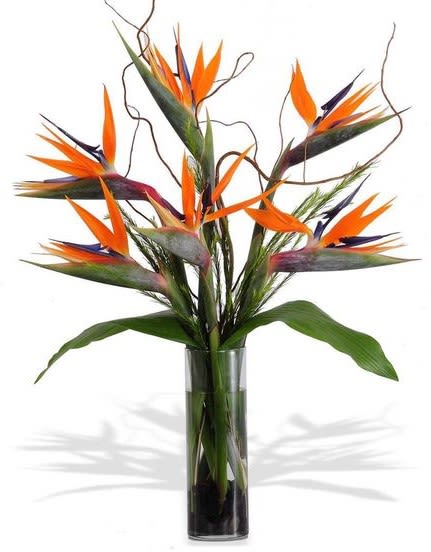 Bird of paradise flowers in a tall glass vase
