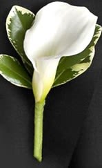 White calla lily boutonniere with variegated green leaves