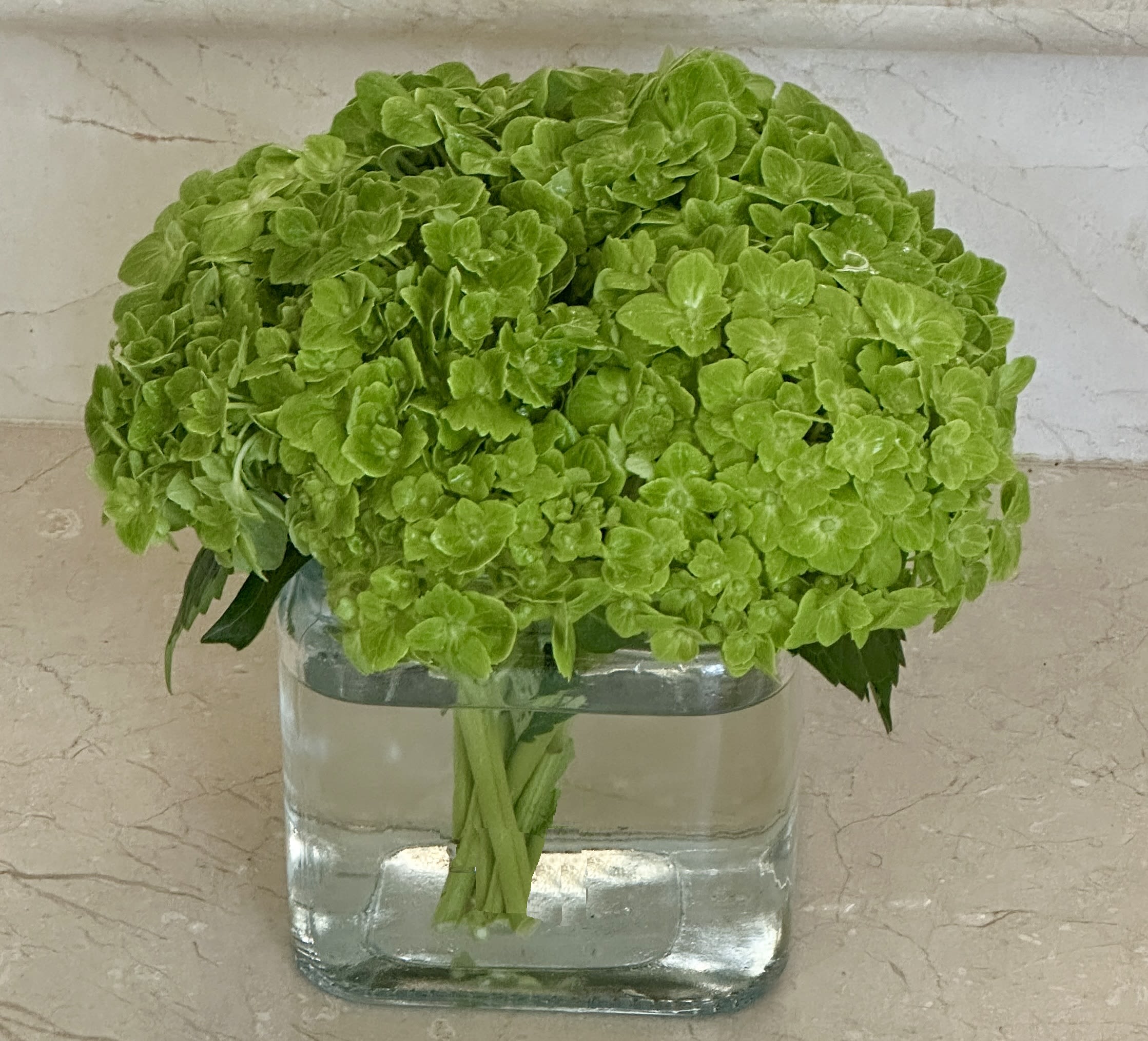 Green hydrangea bouquet in a clear glass vase