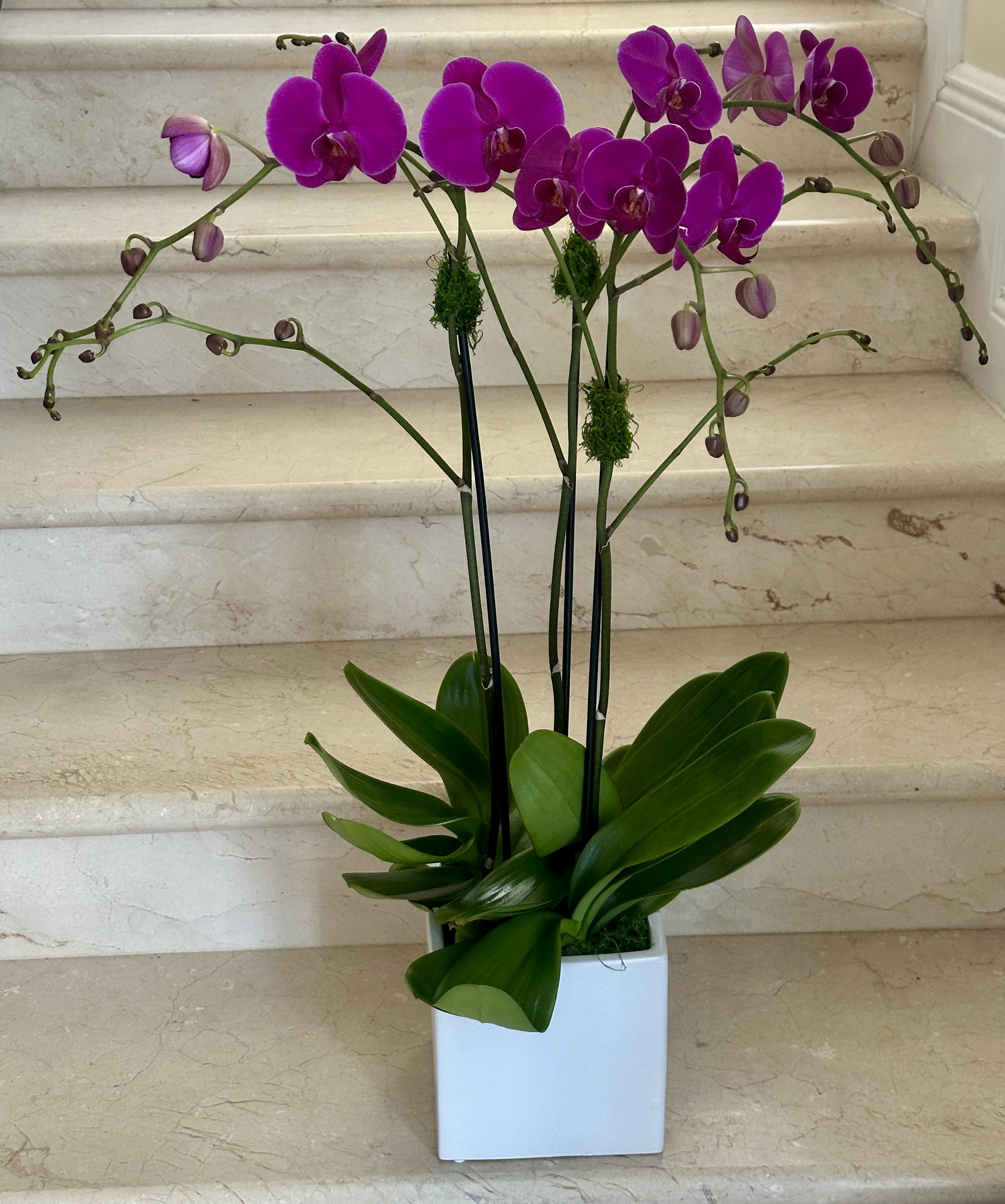 3 Purple Orchids Plants (Select) arranged in ceramic container. - 3 Purple Orchids Plants (Select) arranged in ceramic container. 