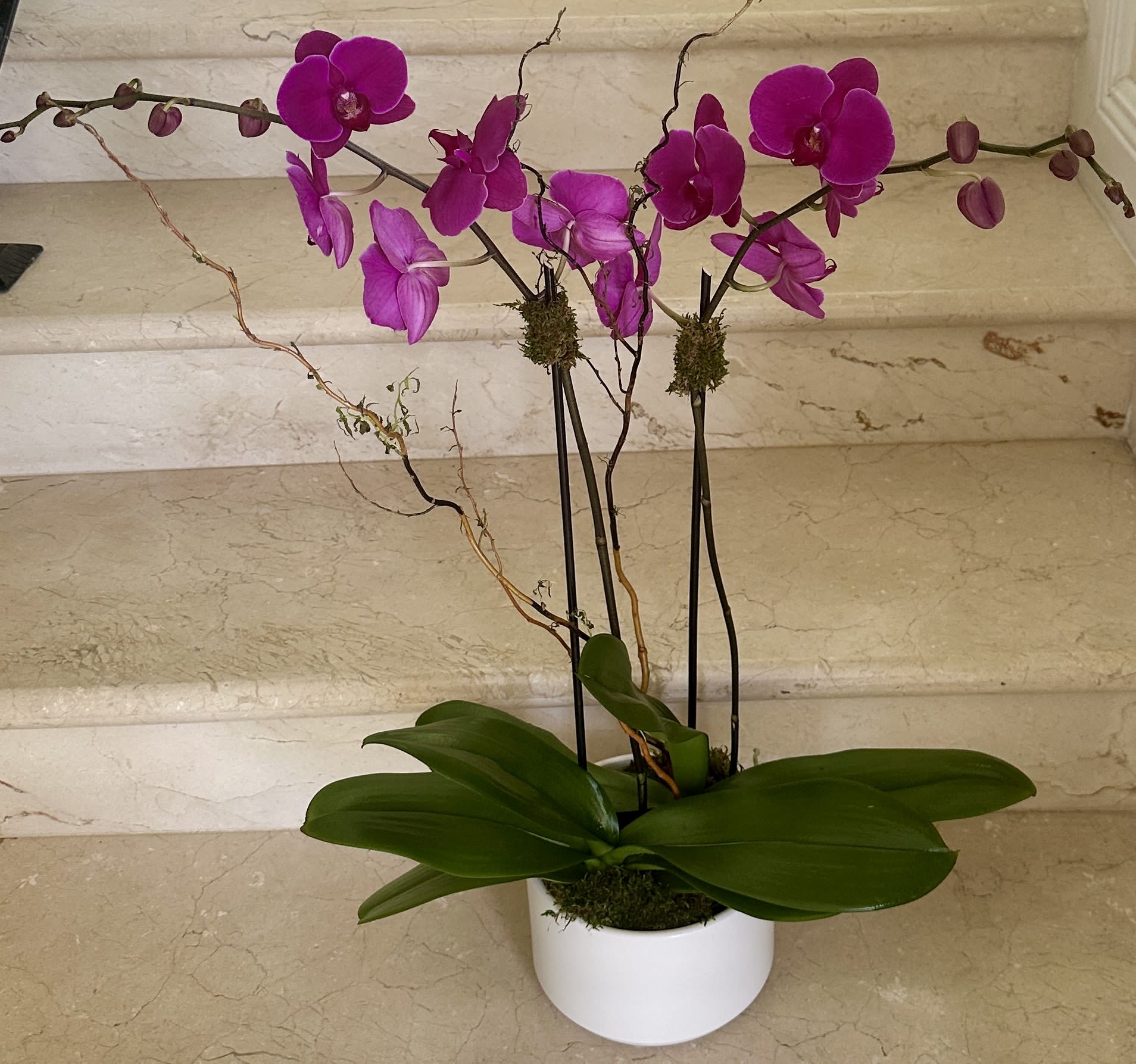 2 Orchids plants (Select) in Purple arranged in a glass or ceramic container. - 2 Purple Orchids Plants (Select) arranged in ceramic or a glass container.  Upgrades of Deluxe and Premium, provide more decorations and taller orchids. The Color may vary depending of supply availability and the color could be Solid Purple or Variegated. 