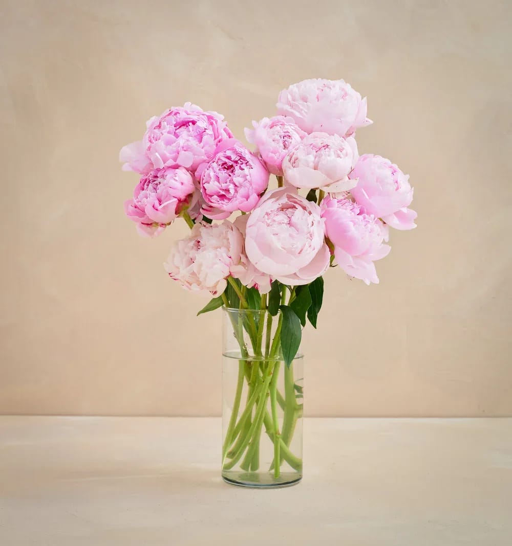 10 Peonies arranged in a vase - An abundant arrangement of 20 luxurious blush pink peonies designed to make a stunning statement. Overflowing with soft petals and romantic beauty, this premium bouquet is perfect for celebrations, anniversaries, luxury gifting, or unforgettable moments. Arranged in a clear glass vase, these fresh peonies bring elegance, fullness, and classic charm to any space.